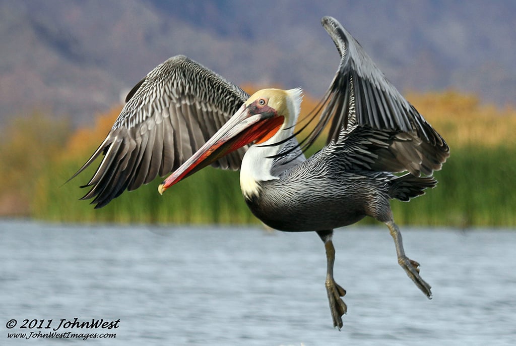 A Brown Pelican at the Bill Williams River Wildlife Refuge-Credit John West Images