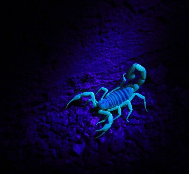 Official event image for Scorpion Search